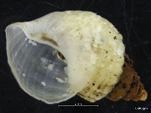  ( - ZMBN_126553)  @11 [ ] CreativeCommons - Attribution Non-Commercial Share-Alike (2019) University of Bergen University of Bergen, Natural History Collections