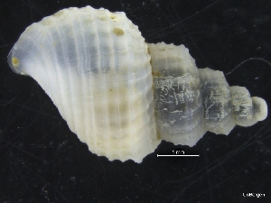  ( - ZMBN_126555)  @11 [ ] CreativeCommons - Attribution Non-Commercial Share-Alike (2019) University of Bergen University of Bergen, Natural History Collections