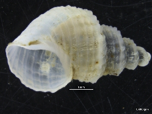  ( - ZMBN_126555)  @11 [ ] CreativeCommons - Attribution Non-Commercial Share-Alike (2019) University of Bergen University of Bergen, Natural History Collections