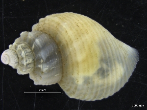  ( - ZMBN_126559)  @11 [ ] CreativeCommons - Attribution Non-Commercial Share-Alike (2019) University of Bergen University of Bergen, Natural History Collections