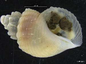  (Admete clivicola - ZMBN_126559)  @11 [ ] CreativeCommons - Attribution Non-Commercial Share-Alike (2019) University of Bergen University of Bergen, Natural History Collections