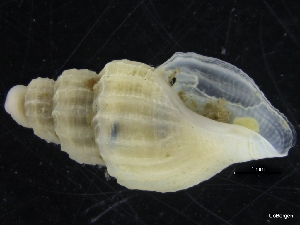 ( - ZMBN_126564)  @11 [ ] CreativeCommons - Attribution Non-Commercial Share-Alike (2019) University of Bergen University of Bergen, Natural History Collections
