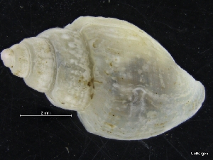  ( - ZMBN_126566)  @11 [ ] CreativeCommons - Attribution Non-Commercial Share-Alike (2019) University of Bergen University of Bergen, Natural History Collections