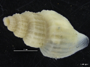  ( - ZMBN_126567)  @11 [ ] CreativeCommons - Attribution Non-Commercial Share-Alike (2019) University of Bergen University of Bergen, Natural History Collections