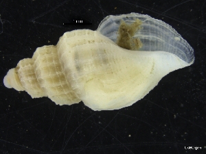  ( - ZMBN_126567)  @11 [ ] CreativeCommons - Attribution Non-Commercial Share-Alike (2019) University of Bergen University of Bergen, Natural History Collections