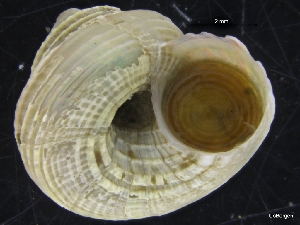  ( - ZMBN_126633)  @11 [ ] CreativeCommons - Attribution Non-Commercial Share-Alike (2019) University of Bergen University of Bergen, Natural History Collections