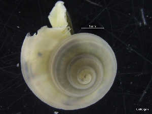  ( - ZMBN_126636)  @11 [ ] CreativeCommons - Attribution Non-Commercial Share-Alike (2019) University of Bergen University of Bergen, Natural History Collections