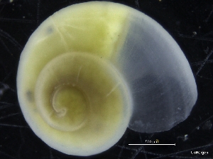  ( - ZMBN_126638)  @11 [ ] CreativeCommons - Attribution Non-Commercial Share-Alike (2019) University of Bergen University of Bergen, Natural History Collections