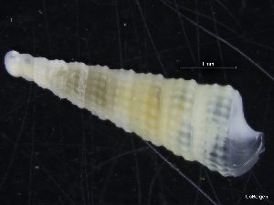  ( - ZMBN_126651)  @11 [ ] CreativeCommons - Attribution Non-Commercial Share-Alike (2019) University of Bergen University of Bergen, Natural History Collections