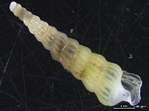  ( - ZMBN_126652)  @11 [ ] CreativeCommons - Attribution Non-Commercial Share-Alike (2019) University of Bergen University of Bergen, Natural History Collections