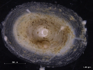  ( - ZMBN_129852)  @11 [ ] CreativeCommons - Attribution Non-Commercial Share-Alike (2019) University of Bergen University of Bergen, Natural History Collections