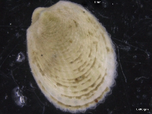  ( - ZMBN_129863)  @11 [ ] CreativeCommons - Attribution Non-Commercial Share-Alike (2019) University of Bergen University of Bergen, Natural History Collections