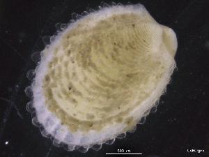  ( - ZMBN_129865)  @11 [ ] CreativeCommons - Attribution Non-Commercial Share-Alike (2019) University of Bergen University of Bergen, Natural History Collections