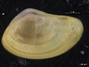  (Yoldiella lenticula - ZMBN_129886)  @11 [ ] CreativeCommons - Attribution Non-Commercial Share-Alike (2019) University of Bergen University of Bergen, Natural History Collections
