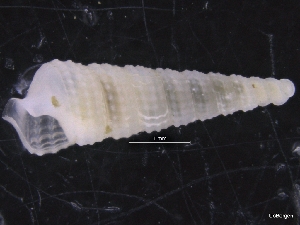  ( - ZMBN_129903)  @11 [ ] CreativeCommons - Attribution Non-Commercial Share-Alike (2019) University of Bergen University of Bergen, Natural History Collections