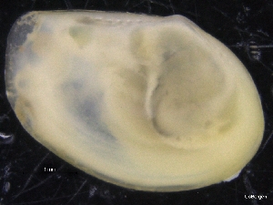  (Yoldiella cf. lucida - ZMBN_129910)  @11 [ ] CreativeCommons - Attribution Non-Commercial Share-Alike (2019) University of Bergen University of Bergen, Natural History Collections