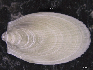  ( - ZMBN_129929)  @11 [ ] CreativeCommons - Attribution Non-Commercial Share-Alike (2019) University of Bergen University of Bergen, Natural History Collections