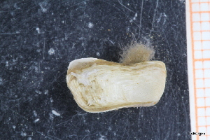  ( - ZMBN_129946)  @11 [ ] CreativeCommons - Attribution Non-Commercial Share-Alike (2019) University of Bergen University of Bergen, Natural History Collections