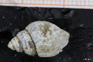  ( - ZMBN_129955)  @11 [ ] CreativeCommons - Attribution Non-Commercial Share-Alike (2019) University of Bergen University of Bergen, Natural History Collections