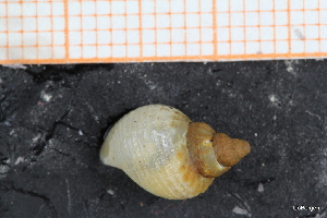  ( - ZMBN_129960)  @11 [ ] CreativeCommons - Attribution Non-Commercial Share-Alike (2019) University of Bergen University of Bergen, Natural History Collections