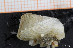  ( - ZMBN_129963)  @11 [ ] CreativeCommons - Attribution Non-Commercial Share-Alike (2019) University of Bergen University of Bergen, Natural History Collections