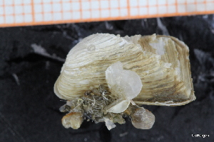  ( - ZMBN_129963)  @11 [ ] CreativeCommons - Attribution Non-Commercial Share-Alike (2019) University of Bergen University of Bergen, Natural History Collections