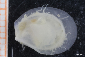  ( - ZMBN_129966)  @11 [ ] CreativeCommons - Attribution Non-Commercial Share-Alike (2019) University of Bergen University of Bergen, Natural History Collections