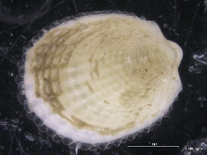  ( - ZMBN_129977)  @11 [ ] CreativeCommons - Attribution Non-Commercial Share-Alike (2019) University of Bergen University of Bergen, Natural History Collections