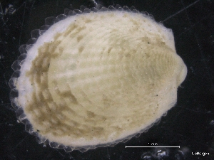  ( - ZMBN_129977)  @11 [ ] CreativeCommons - Attribution Non-Commercial Share-Alike (2019) University of Bergen University of Bergen, Natural History Collections