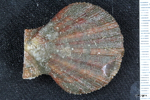  ( - ZMBN_130010)  @11 [ ] CreativeCommons - Attribution Non-Commercial Share-Alike (2019) University of Bergen University of Bergen, Natural History Collections