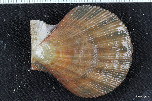  ( - ZMBN_130010)  @11 [ ] CreativeCommons - Attribution Non-Commercial Share-Alike (2019) University of Bergen University of Bergen, Natural History Collections