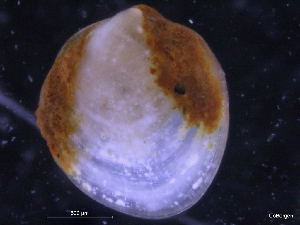  ( - ZMBN_130028)  @11 [ ] CreativeCommons - Attribution Non-Commercial Share-Alike (2019) University of Bergen University of Bergen, Natural History Collections