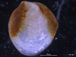  ( - ZMBN_130028)  @11 [ ] CreativeCommons - Attribution Non-Commercial Share-Alike (2019) University of Bergen University of Bergen, Natural History Collections