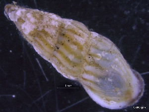  ( - ZMBN_130030)  @11 [ ] CreativeCommons - Attribution Non-Commercial Share-Alike (2019) University of Bergen University of Bergen, Natural History Collections