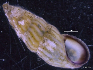  ( - ZMBN_130030)  @11 [ ] CreativeCommons - Attribution Non-Commercial Share-Alike (2019) University of Bergen University of Bergen, Natural History Collections