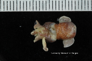  ( - ZMBN_139614)  @11 [ ] Creative Commons BY NC SA (2021) University of Bergen Natural History Collections