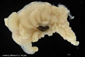  ( - ZMBN_139620)  @11 [ ] Creative Commons BY NC SA (2021) University of Bergen Natural History Collections