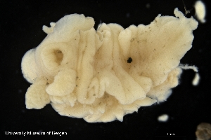  ( - ZMBN_139620)  @11 [ ] Creative Commons BY NC SA (2021) University of Bergen Natural History Collections