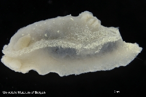  ( - ZMBN_139638)  @11 [ ] Creative Commons BY NC SA (2021) University of Bergen Natural History Collections