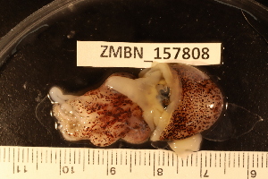  ( - ZMBN_157808)  @11 [ ] Creative Commons BY SA (2023) University of Bergen Natural History Collections