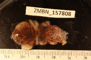  ( - ZMBN_157808)  @11 [ ] Creative Commons BY SA (2023) University of Bergen Natural History Collections