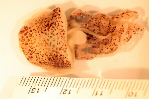  ( - ZMBN_157809)  @11 [ ] Creative Commons BY SA (2023) University of Bergen Natural History Collections