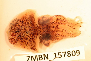  ( - ZMBN_157809)  @11 [ ] Creative Commons BY SA (2023) University of Bergen Natural History Collections