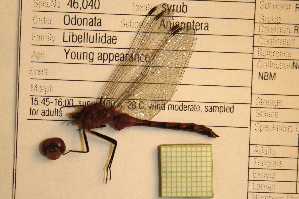  (Sympetrum rubicundulum - NBM- 014585)  @12 [ ] Unspecified (default): All Rights Reserved  Unspecified Unspecified