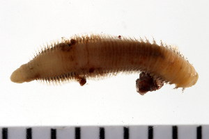  ( - HUNTSPOL0040)  @13 [ ] CreativeCommons - Attribution (2010) CBG Photography Group Centre for Biodiversity Genomics