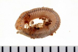  ( - HUNTSPOL0259)  @13 [ ] CreativeCommons - Attribution (2010) CBG Photography Group Centre for Biodiversity Genomics