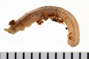  ( - HUNTSPOL0260)  @13 [ ] CreativeCommons - Attribution (2010) CBG Photography Group Centre for Biodiversity Genomics