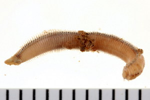  ( - HUNTSPOL0264)  @13 [ ] CreativeCommons - Attribution (2010) CBG Photography Group Centre for Biodiversity Genomics