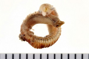  ( - HUNTSPOL0283)  @13 [ ] CreativeCommons - Attribution (2010) CBG Photography Group Centre for Biodiversity Genomics