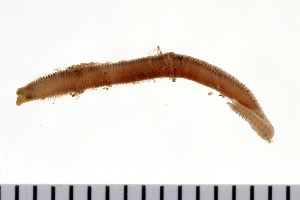  ( - HUNTSPOL0310)  @13 [ ] CreativeCommons - Attribution (2010) CBG Photography Group Centre for Biodiversity Genomics